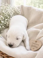English Cream golden retriever puppy , a male Golden Retriever and English Cream Golden Retriever for sale in Modesto, CA – 1 of 5