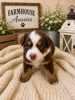 Australian shepherd red tri female , a female Australian Shepherd for sale in Modesto, CA – 4 of 8