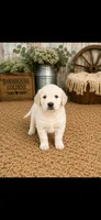 AKC Golden Retriever  puppy male, a male Golden Retriever for sale in Modesto, CA – 7 of 10