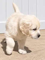 AKC Golden Retriever Golden retriever male, a male Golden Retriever and English Cream Golden Retriever for sale in Modesto, CA – 7 of 7