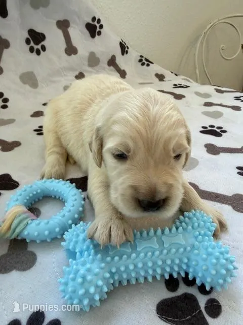 AKC golden retriever puppy male – Golden Retriever, English Cream Golden Retriever puppy for sale in Modesto, CA