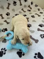 AKC golden retriever puppy male, a male Golden Retriever and English Cream Golden Retriever for sale in Modesto, CA – Photo 2 of 7