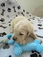 AKC golden retriever puppy male, a male Golden Retriever and English Cream Golden Retriever for sale in Modesto, CA – Photo 4 of 7