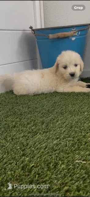 AKC golden retriever puppy male – Golden Retriever, English Cream Golden Retriever puppy for sale in Modesto, CA
