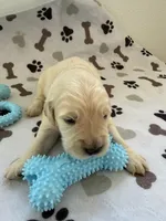AKC Golden retriever puppy male, a male Golden Retriever and English Cream Golden Retriever for sale in Modesto, CA – Photo 3 of 5