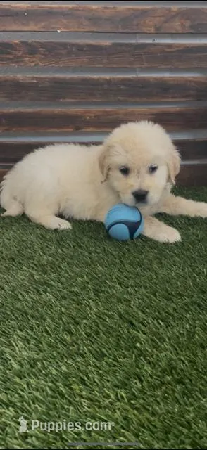AKC Golden retriever puppy male – Golden Retriever, English Cream Golden Retriever puppy for sale in Modesto, CA