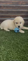 AKC Golden retriever puppy male, a male Golden Retriever and English Cream Golden Retriever for sale in Modesto, CA – Photo 1 of 3