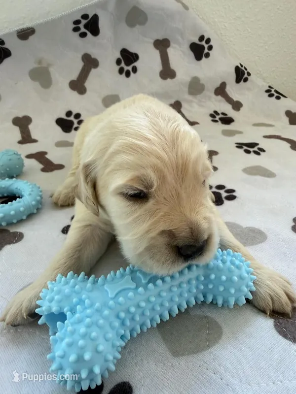 AKC Golden retriever puppy male – Golden Retriever, English Cream Golden Retriever puppy for sale in Modesto, CA
