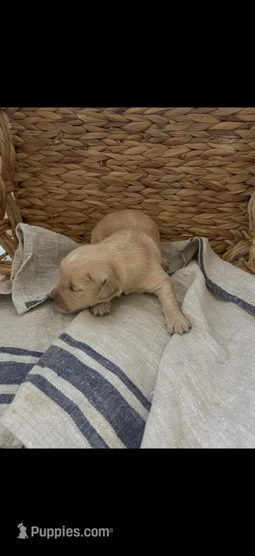 AKC Golden retriever puppy male – Golden Retriever, English Cream Golden Retriever puppy for sale in Modesto, CA