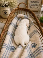 Golden Retriever English  Cream male puppy, a male Golden Retriever for sale in Modesto, CA – 10 of 10