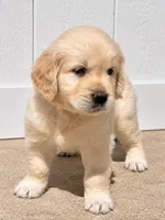 AKC Golden Retriever Golden retriever male, a male Golden Retriever and English Cream Golden Retriever for sale in Modesto, CA – 2 of 7