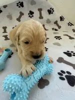 AKC golden retriever puppy male, a male Golden Retriever and English Cream Golden Retriever for sale in Modesto, CA – Photo 1 of 6