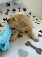 AKC golden retriever puppy male, a male Golden Retriever and English Cream Golden Retriever for sale in Modesto, CA – Photo 2 of 6
