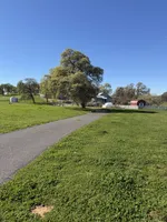 AKC golden retriever puppy female , a female Golden Retriever and English Cream Golden Retriever for sale in Modesto, CA – Photo 9 of 9