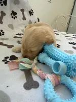 AKC golden retriever puppy male, a male Golden Retriever and English Cream Golden Retriever for sale in Modesto, CA – Photo 3 of 6