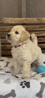Goldendoodle  golden retriever F1 male, a male Goldendoodle and Golden Retriever for sale in Manteca, CA – Photo 2 of 6