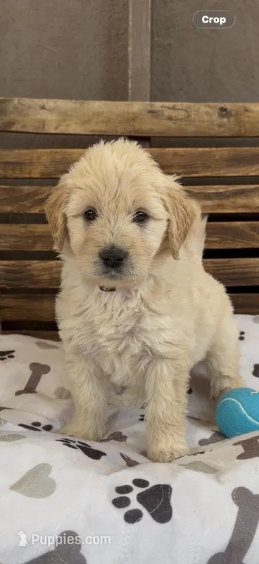 Goldendoodle  golden retriever F1 male