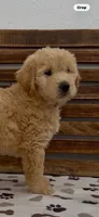 Goldendoodle  magenta collar female golden retriever , a female Goldendoodle and Golden Retriever for sale in Merced, CA – Photo 3 of 5