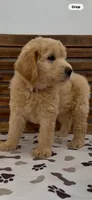 Goldendoodle  magenta collar female golden retriever , a female Goldendoodle and Golden Retriever for sale in Merced, CA – Photo 1 of 5