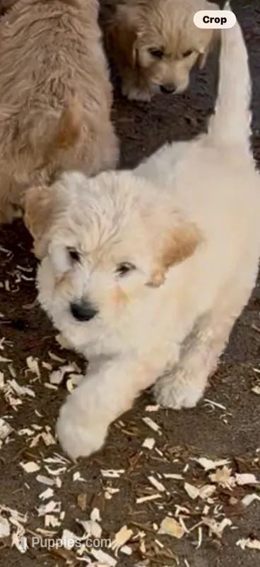 Goldendoodle  golden retriever F1 male