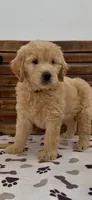 Goldendoodle  magenta collar female golden retriever , a female Goldendoodle and Golden Retriever for sale in Merced, CA – Photo 5 of 5