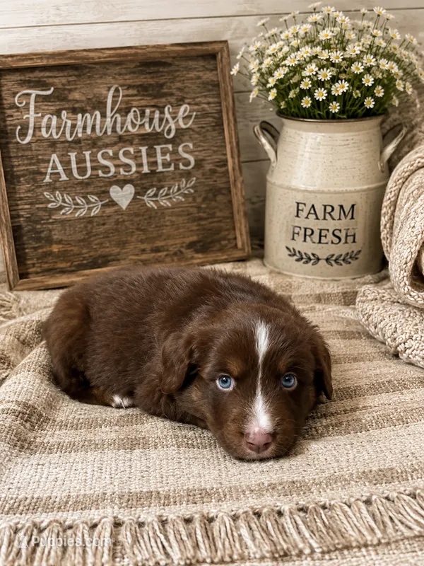 Australian shepherd red tri male – Australian Shepherd puppy for sale in Modesto, CA