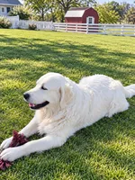 AKC Golden Retriever Golden retriever male, a male Golden Retriever and English Cream Golden Retriever for sale in Modesto, CA – 5 of 7