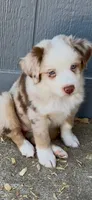AKC Australian shepherd red Merle female, a female Australian Shepherd for sale in Modesto, CA – 2 of 2