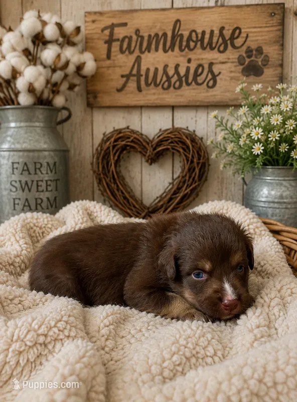 Australian shepherd red tri female  – Australian Shepherd puppy for sale in Modesto, CA