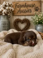 Australian shepherd red tri female , a female Australian Shepherd for sale in Modesto, CA – 1 of 5