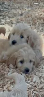 Goldendoodle     golden retriever, a female Goldendoodle and Golden Retriever for sale in Merced, CA – Photo 2 of 5