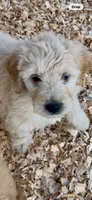 Goldendoodle     golden retriever, a female Goldendoodle and Golden Retriever for sale in Merced, CA – Photo 5 of 5