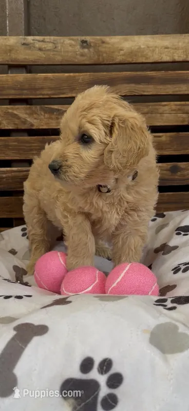 Goldendoodle golden retriever F1