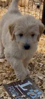 Goldendoodle     golden retriever, a female Goldendoodle and Golden Retriever for sale in Merced, CA – Photo 4 of 5