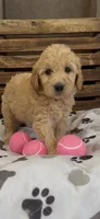 Goldendoodle golden retriever F1, a female Goldendoodle and Golden Retriever for sale in Manteca, CA – Photo 2 of 4
