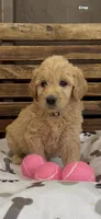 Goldendoodle golden retriever F1, a female Goldendoodle and Golden Retriever for sale in Manteca, CA – Photo 4 of 4