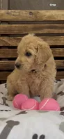 Goldendoodle golden retriever F1, a female Goldendoodle and Golden Retriever for sale in Manteca, CA – Photo 3 of 4