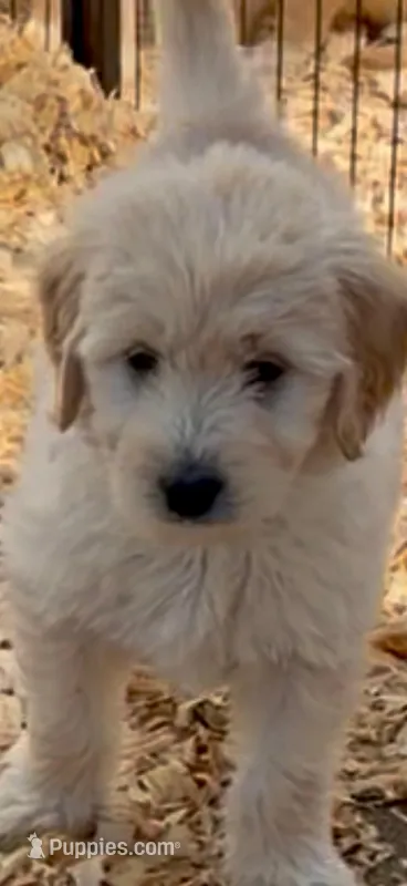Goldendoodle golden retriever F1