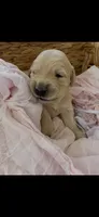 Golden retriever puppy female, a female Golden Retriever for sale in Modesto, CA – 2 of 10