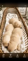 Golden Retriever light golden female  puppy, a female Golden Retriever for sale in Modesto, CA – 9 of 10