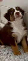 Australian shepherd red tri female , a female Australian Shepherd for sale in Modesto, CA – 3 of 7