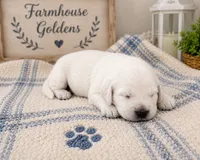 Golden Retriever English Cream Golden retriever male, a male Golden Retriever and English Cream Golden Retriever for sale in Modesto, CA – 3 of 8
