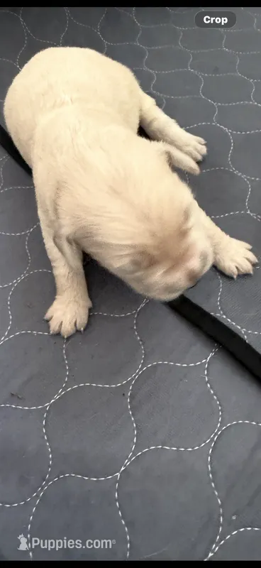 Golden retriever puppy male – Golden Retriever puppy for sale in Modesto, CA