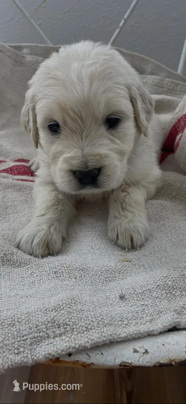 English cream female golden retriever puppy – Golden Retriever, English Cream Golden Retriever puppy for sale in Modesto, CA