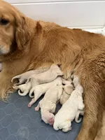 Golden retriever puppy male, a male Golden Retriever for sale in Modesto, CA – 2 of 8