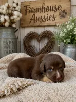 Australian shepherd red tri female , a female Australian Shepherd for sale in Modesto, CA – 4 of 5