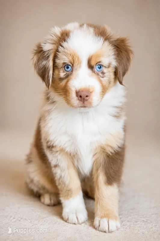 AKC Australian shepherd puppy red merle – Australian Shepherd puppy on hold in Modesto, CA