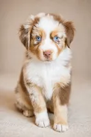 AKC Australian shepherd puppy red merle, a female Australian Shepherd for sale in Modesto, CA – 1 of 5