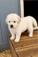 AKC Golden retriever puppy , a male Golden Retriever for sale in Modesto, CA – 3 of 9