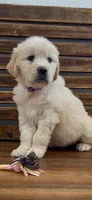 AKC  golden retriever light purple collar, a female Golden Retriever for sale in Modesto, CA – Photo 7 of 10